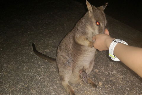Private Tour To Paronella Park, Historic Village Herberton And Wild Life Wallaby - Melbourne Tourism 0
