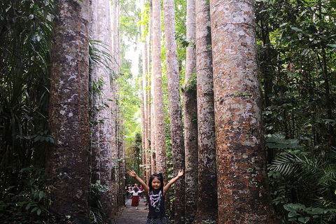 Private Tour To Paronella Park, Historic Village Herberton And Wild Life Wallaby - Melbourne Tourism 2