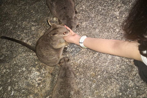 Private Tour To Paronella Park, Historic Village Herberton And Wild Life Wallaby - Melbourne Tourism 4