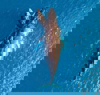 Buccaneer Explorer - Melbourne Tourism