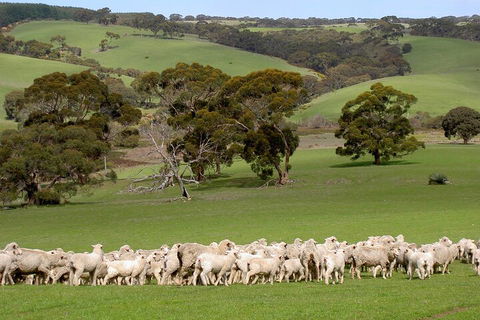 Kangaroo Island Luxury Small Group 'Island Life' Full Day Tour - Melbourne Tourism 1