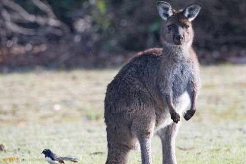 Kangaroo Island Luxury Small Group 'Island Life' Full Day Tour - Melbourne Tourism 2