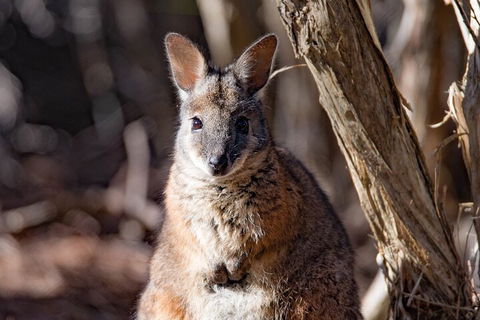 Kangaroo Island Luxury Small Group 'Island Life' Full Day Tour - Melbourne Tourism 3