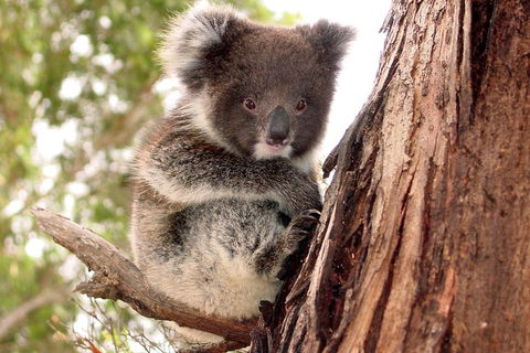 Kangaroo Island Luxury Small Group 'Island Life' Full Day Tour - Melbourne Tourism 4