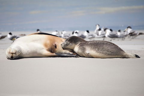 Kangaroo Island Luxury Small Group 'Island Life' Full Day Tour - Melbourne Tourism 5