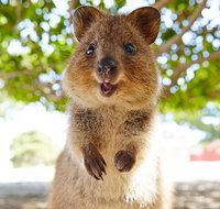 Discover Rottnest with Ferry  Bus Tour from Perth or Fremantle - Melbourne Tourism