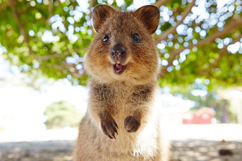 Discover Rottnest With Ferry & Bus Tour From Perth Or Fremantle - Melbourne Tourism 0