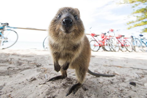 Rottnest Island Round-Trip Ferry From Perth Or Fremantle - Melbourne Tourism 3