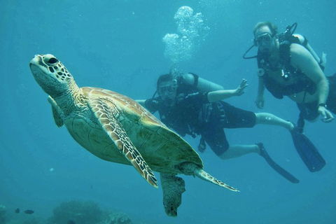 Ocean Freedom Great Barrier Reef Personal Luxury Snorkel & Dive Cruise, Cairns - Melbourne Tourism 4