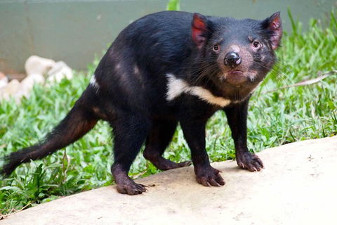 Kuranda Highlights Including Rainforestation Aboriginal Culture And Wildlife - Melbourne Tourism 3