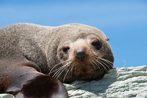 Kangaroo Island 75-Minute Ocean Safari - Melbourne Tourism 1