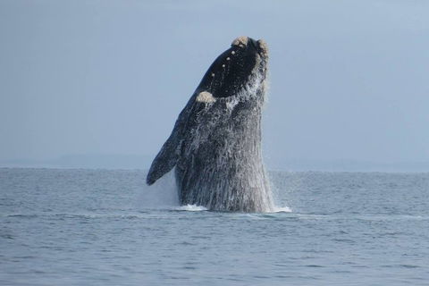 Kangaroo Island 75-Minute Ocean Safari - Melbourne Tourism 2