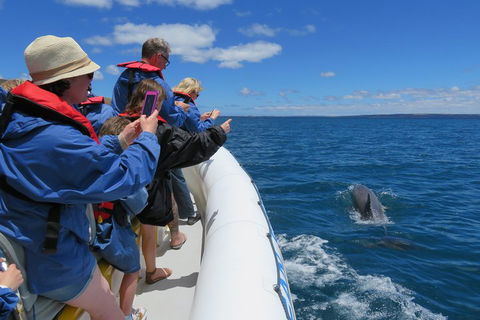 Kangaroo Island 75-Minute Ocean Safari - Melbourne Tourism 3