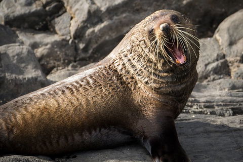 Kangaroo Island 75-Minute Ocean Safari - Melbourne Tourism 5