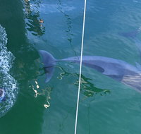 Dolphin Cruise from Adelaide with Optional Dolphin Swim - Melbourne Tourism