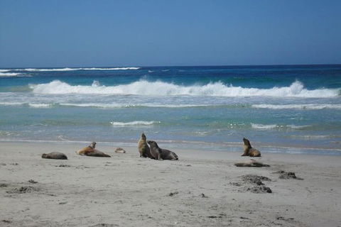 Kangaroo Island In A Day Tour From Adelaide - Melbourne Tourism 1