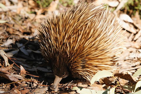Kangaroo Island In A Day Tour From Adelaide - Melbourne Tourism 2