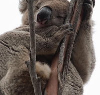 2-Day Kangaroo Island 4WD Small-Group Tour from Adelaide - Melbourne Tourism