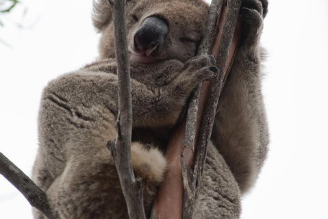 2-Day Kangaroo Island 4WD Small-Group Tour From Adelaide - Melbourne Tourism 0