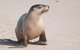2-Day Kangaroo Island 4WD Small-Group Tour From Adelaide - thumb 4