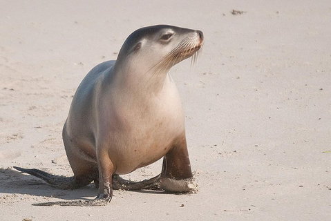 2-Day Kangaroo Island 4WD Small-Group Tour From Adelaide - Melbourne Tourism 4