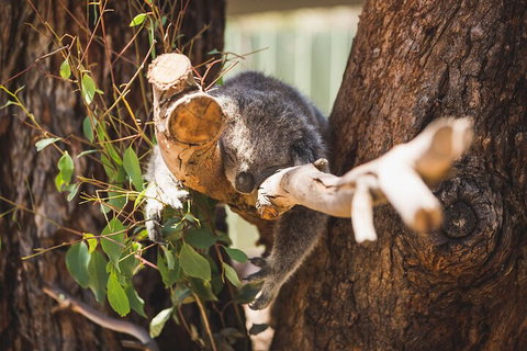 Melbourne City Tour And Phillip Island In One Day - Melbourne Tourism 0