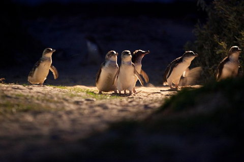 Melbourne City Tour And Phillip Island In One Day - Melbourne Tourism 4