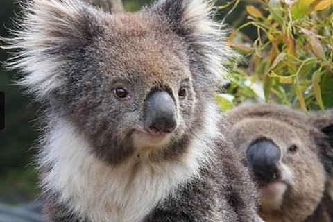 Kuranda Koala Gardens General Entry Ticket - Melbourne Tourism 1
