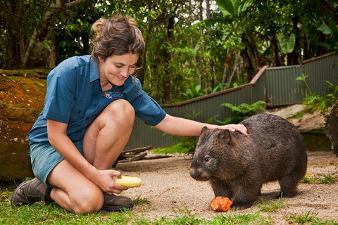 Kuranda Koala Gardens General Entry Ticket - Melbourne Tourism 4
