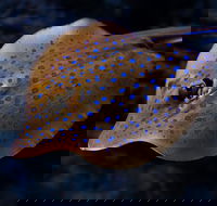 Cairns Aquarium Tour by Twilight with Drink and Appetiser - Melbourne Tourism