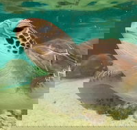 Cairns Aquarium Marine Life Encounter Ticket with 2-Course Lunch - Melbourne Tourism