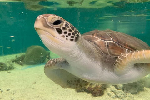 Cairns Aquarium Marine Life Encounter Ticket With 2-Course Lunch - Melbourne Tourism 0