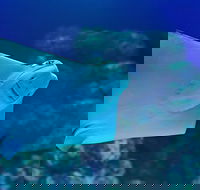 Cairns Aquarium Family Ticket - Melbourne Tourism