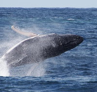 Whale Watching by Sea World Cruises - Melbourne Tourism