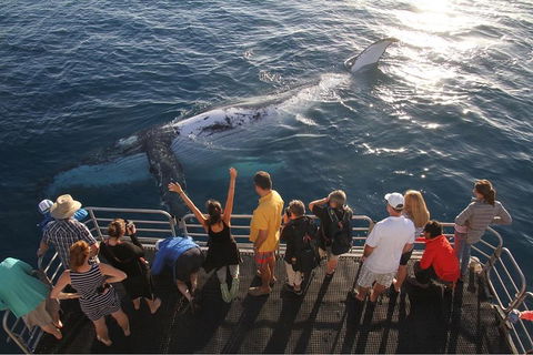 Hervey Bay Whale Watching Cruise - Melbourne Tourism 4