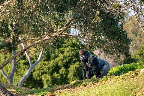 Early Morning Savannah Experience - Melbourne Tourism 0
