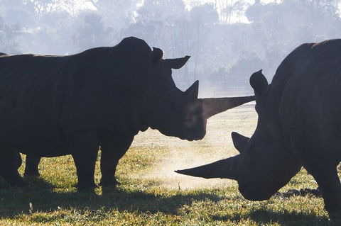 Early Morning Savannah Experience - Melbourne Tourism 1