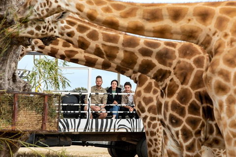 Early Morning Savannah Experience - Melbourne Tourism 3
