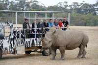 Off-Road Safari at Werribee Open Range Zoo, Melbourne