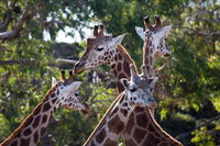 Werribee Open Range Zoo General Admission Ticket, Melbourne