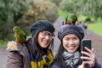 Small-Group Great Ocean Road and 12 Apostles Full-Day Tour from Melbourne