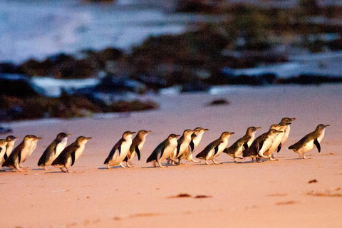 Small-Group Phillip Island Day Trip From Melbourne With Penguin Plus Viewing - Melbourne Tourism 4