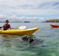 Seal Island and Penguin Island or Point Peron Sea Kayak Tour - Melbourne Tourism