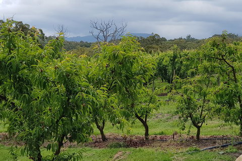 Yarra Valley Wineries And Rayners Orchard Tour From Melbourne - Melbourne Tourism 2