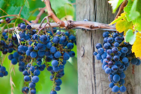 Yarra Valley, Dandenong Ranges Inc. Lunch With Wine,plus Morning Tea,chocolate - Melbourne Tourism 0