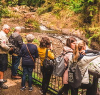 Full-day Springbrook National Park Tour from the Gold Coast - Melbourne Tourism