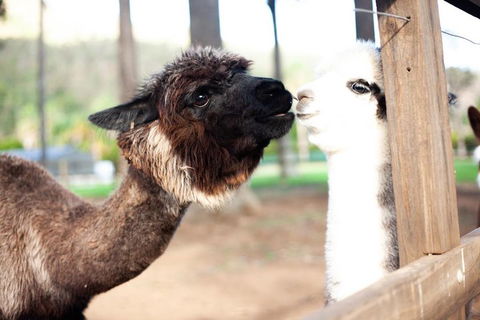 O'Reilly's & Lamington National Park Incl. Alpaca Farm + Vineyard - Melbourne Tourism 4