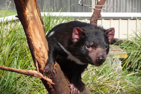 Tasmania 4 Day East Coast + Launceston - Melbourne Tourism 2