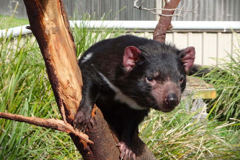 6-Day Tasmania Small-Group Guided Tour With Gourmet Food - Melbourne Tourism 1