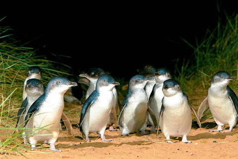 Phillip Island Penguins Private Tour - Melbourne Tourism 0